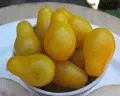 Organic Yellow Pear Cherry Tomato