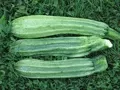 Organic Zucchini Costata Romanesca