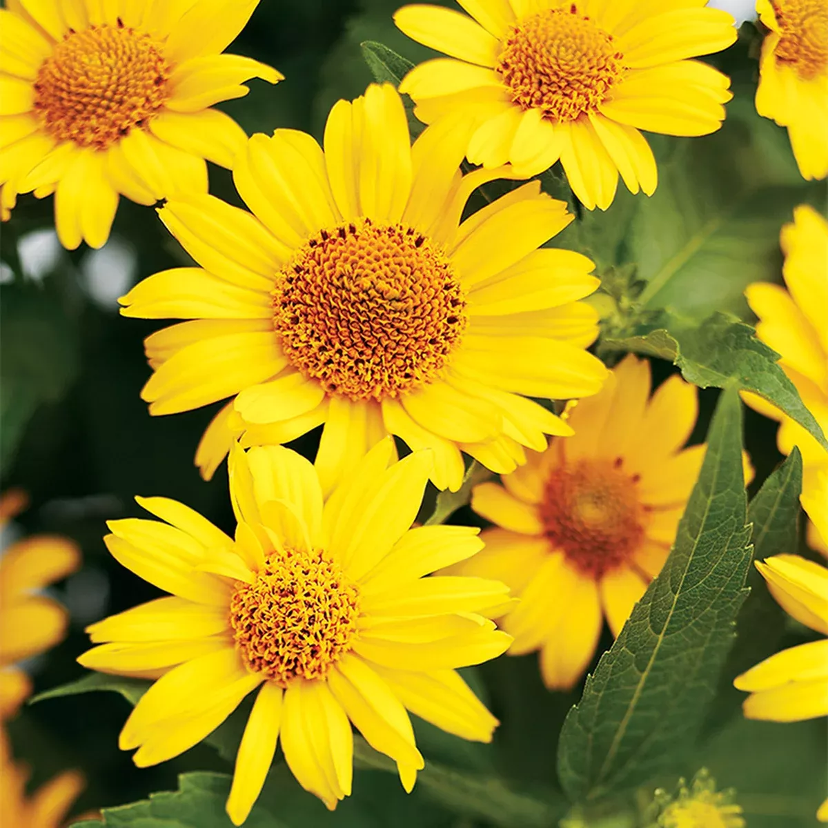 Ox-Eye Sunflower