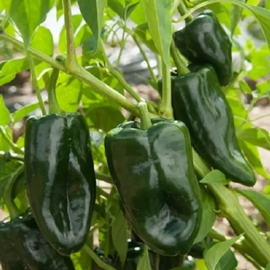 Pablano Pepper
