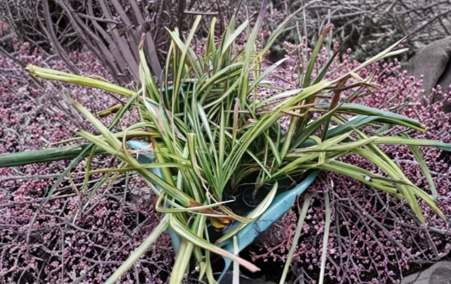 Pandanus Dwarf Sanderi Golden Variegated Spineless Screw Pine Live Tropical Foliage Plant