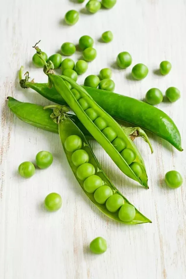 Pea | Laxton's Progress ORGANIC