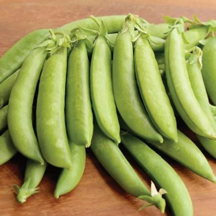 Pea Snap Sugar Daddy Seeds