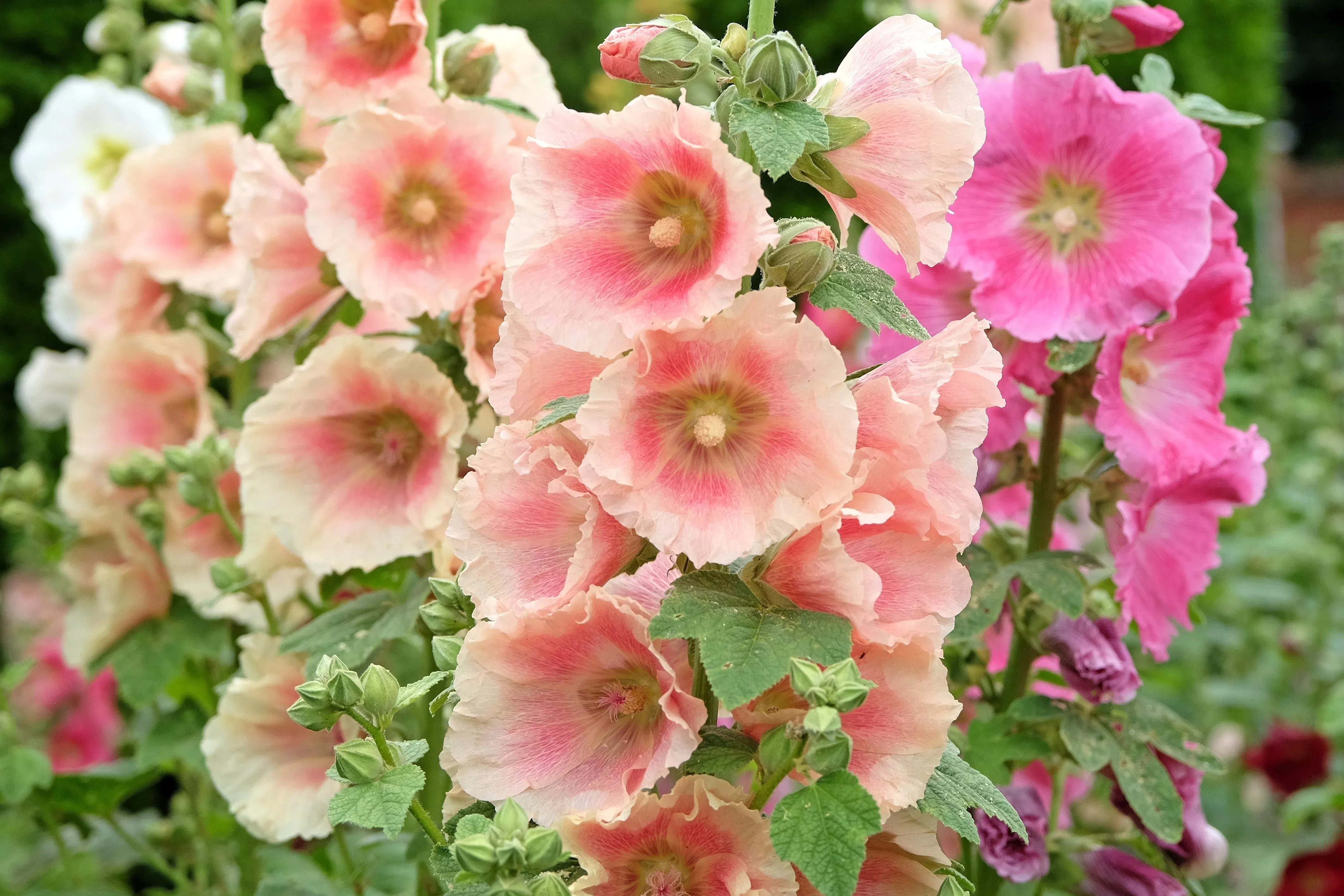 Peach Hollyhock Seeds