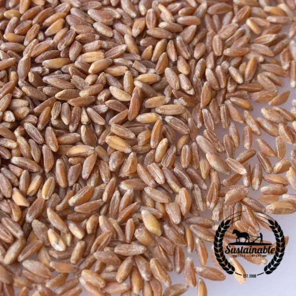 Pearled Emmer Wheat, Farro (Organic) - Bulk Grains