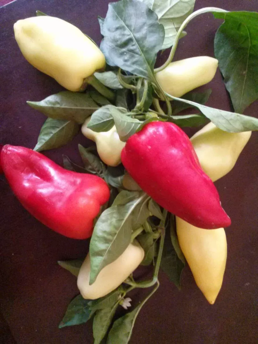 Pepper, Antohi Romanian