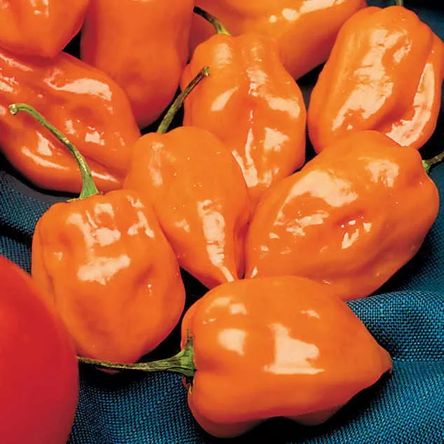 Pepper Hot Habanero Orange Seeds
