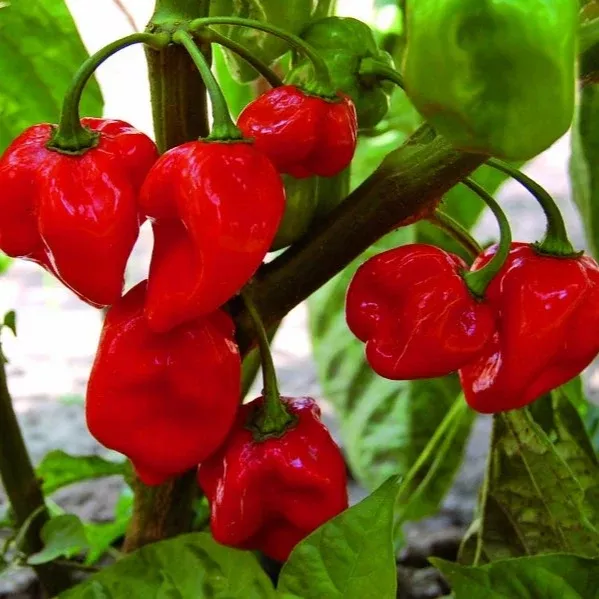 Pepper Hot Habanero Red Seeds