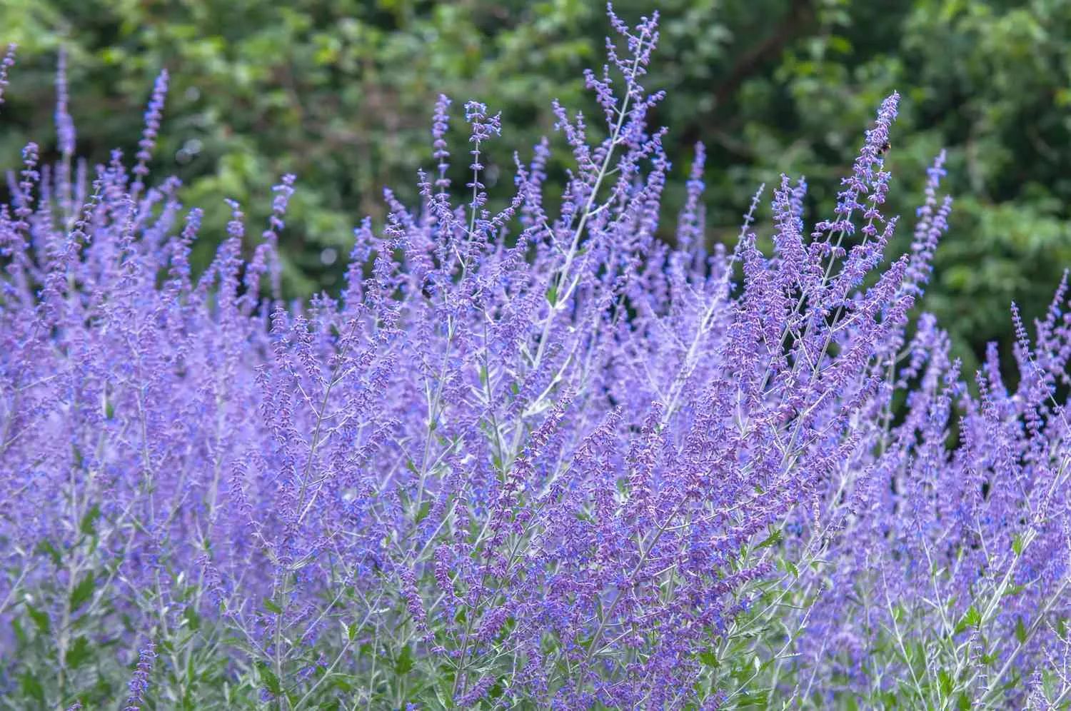 Perovskia