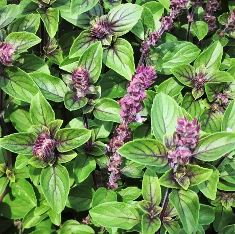 Persian Basil (Reyhan)