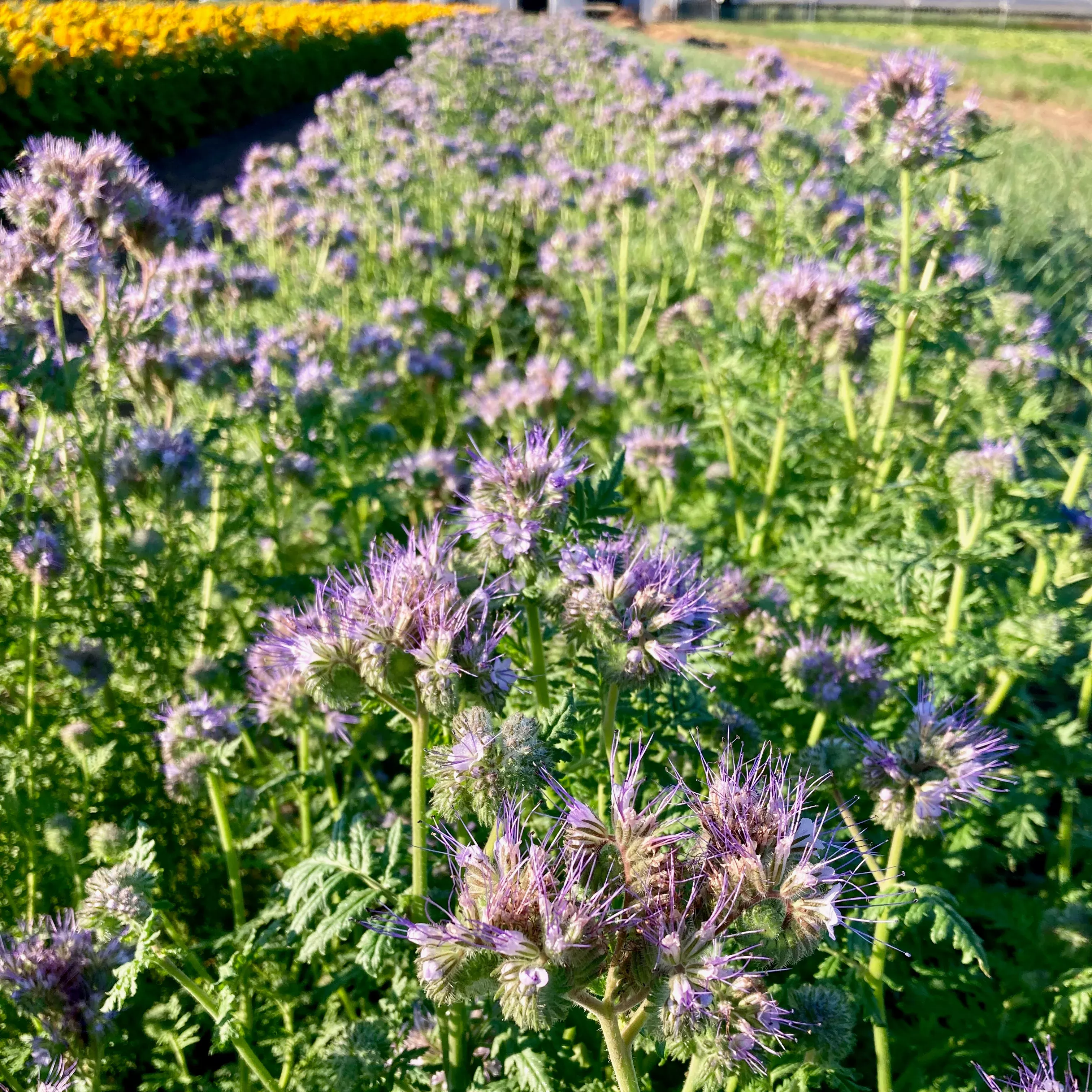 Phacelia ⁃ Organic Seed Phacelia