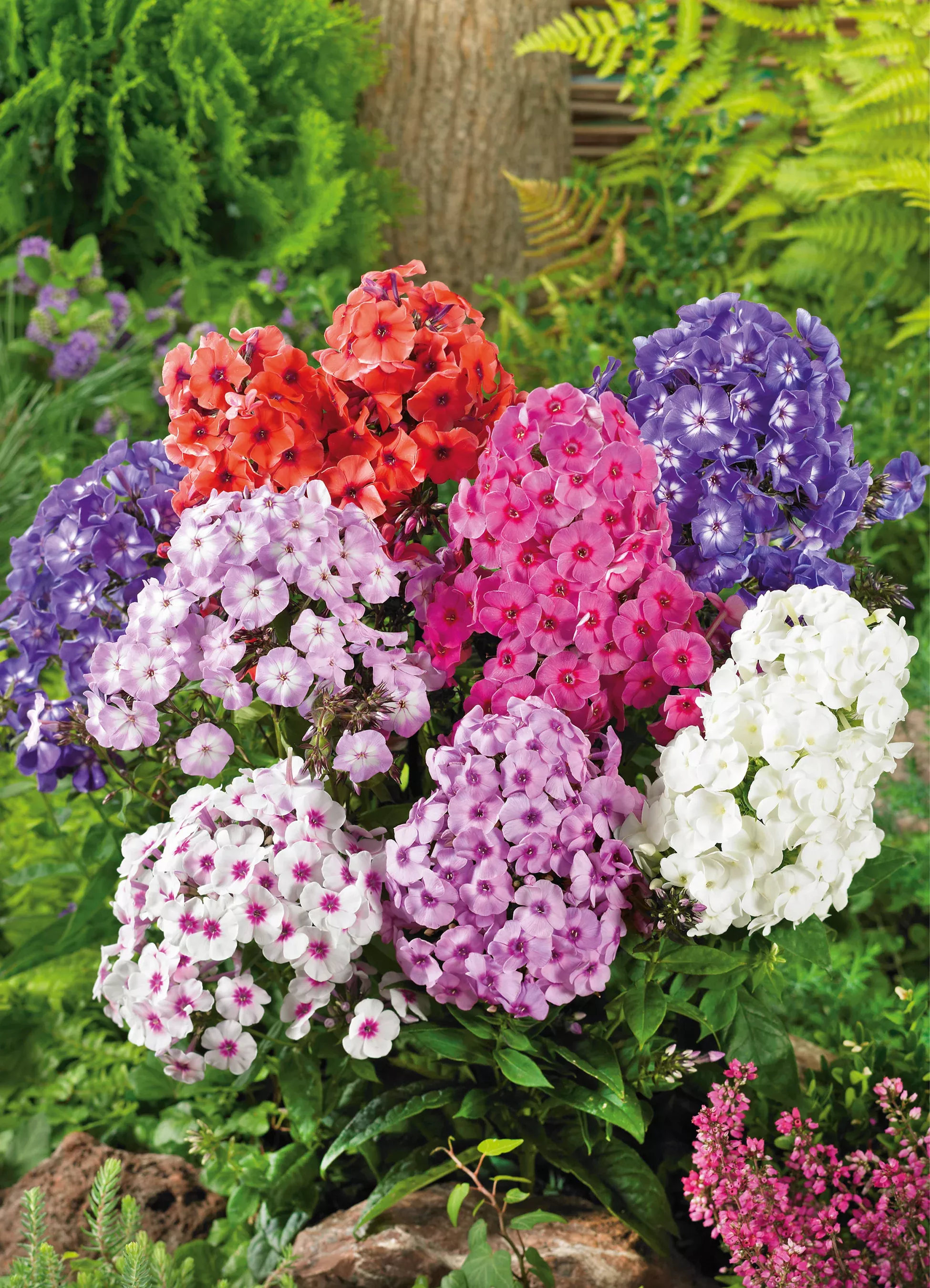 Phlox | Perennial Mix