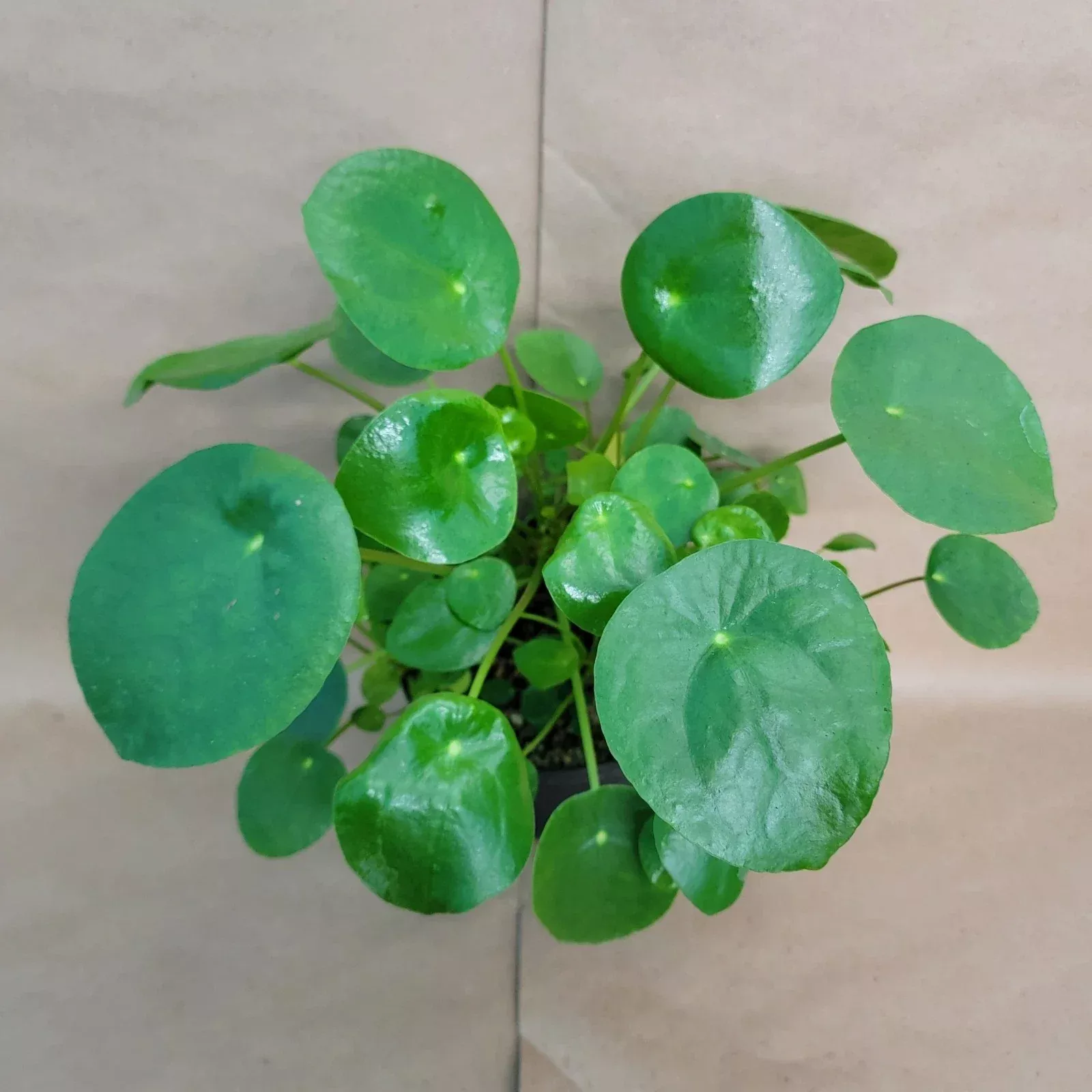 Pilea Peperomioides Chinese Money Plant 4 Inch Pot, Live Indoor Houseplant with Round Leaves