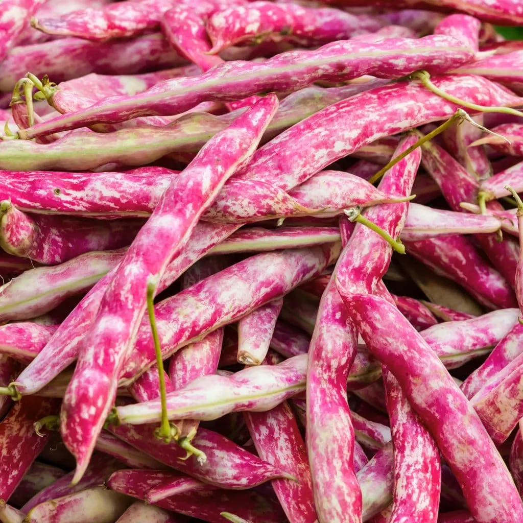 Pink Cranberry Bean (Taylor)