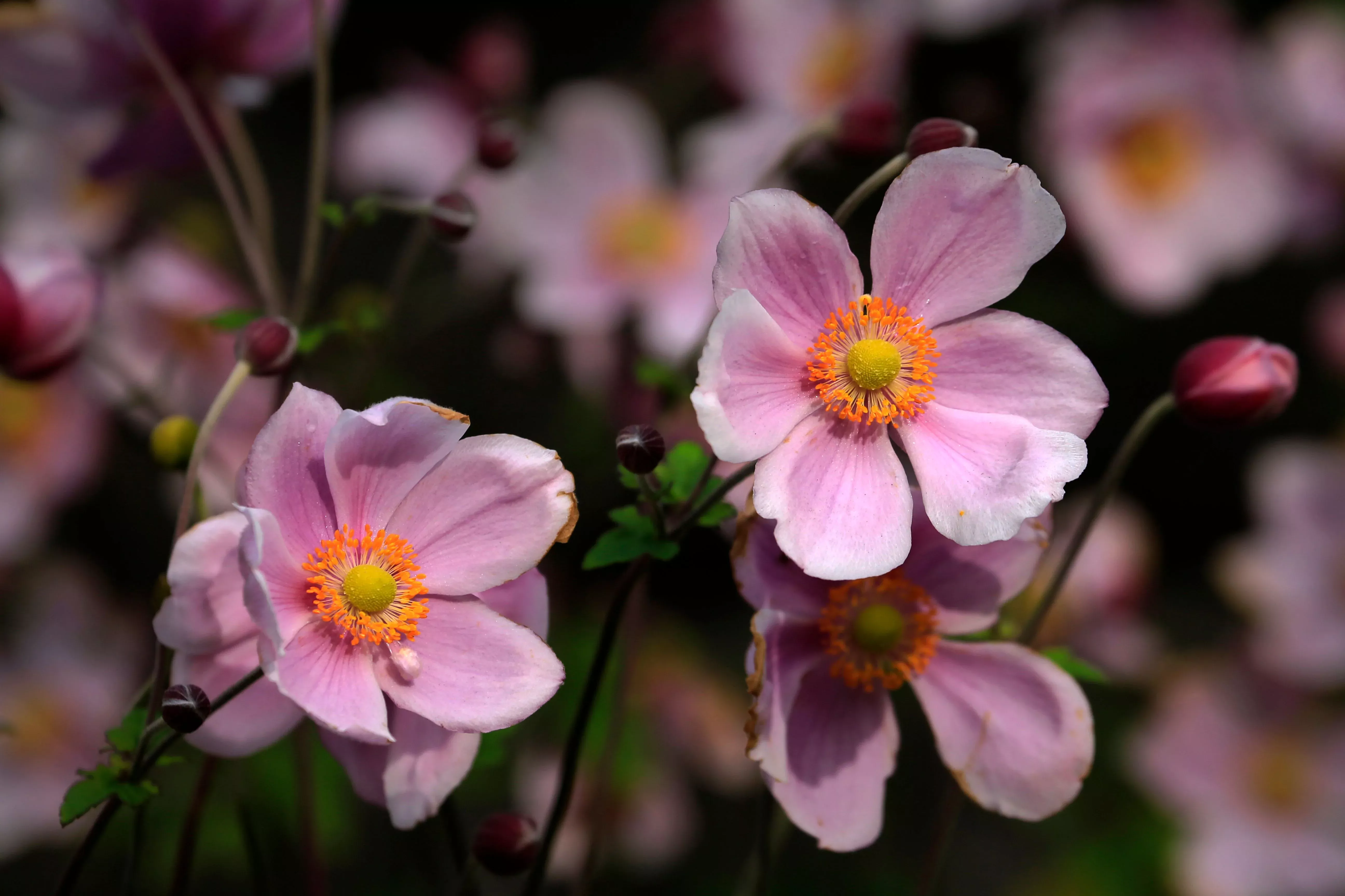 Pink Japanese Anemone Bare Root Live Plant – Hardy Fall-Blooming Perennial (Anemone hupehensis)