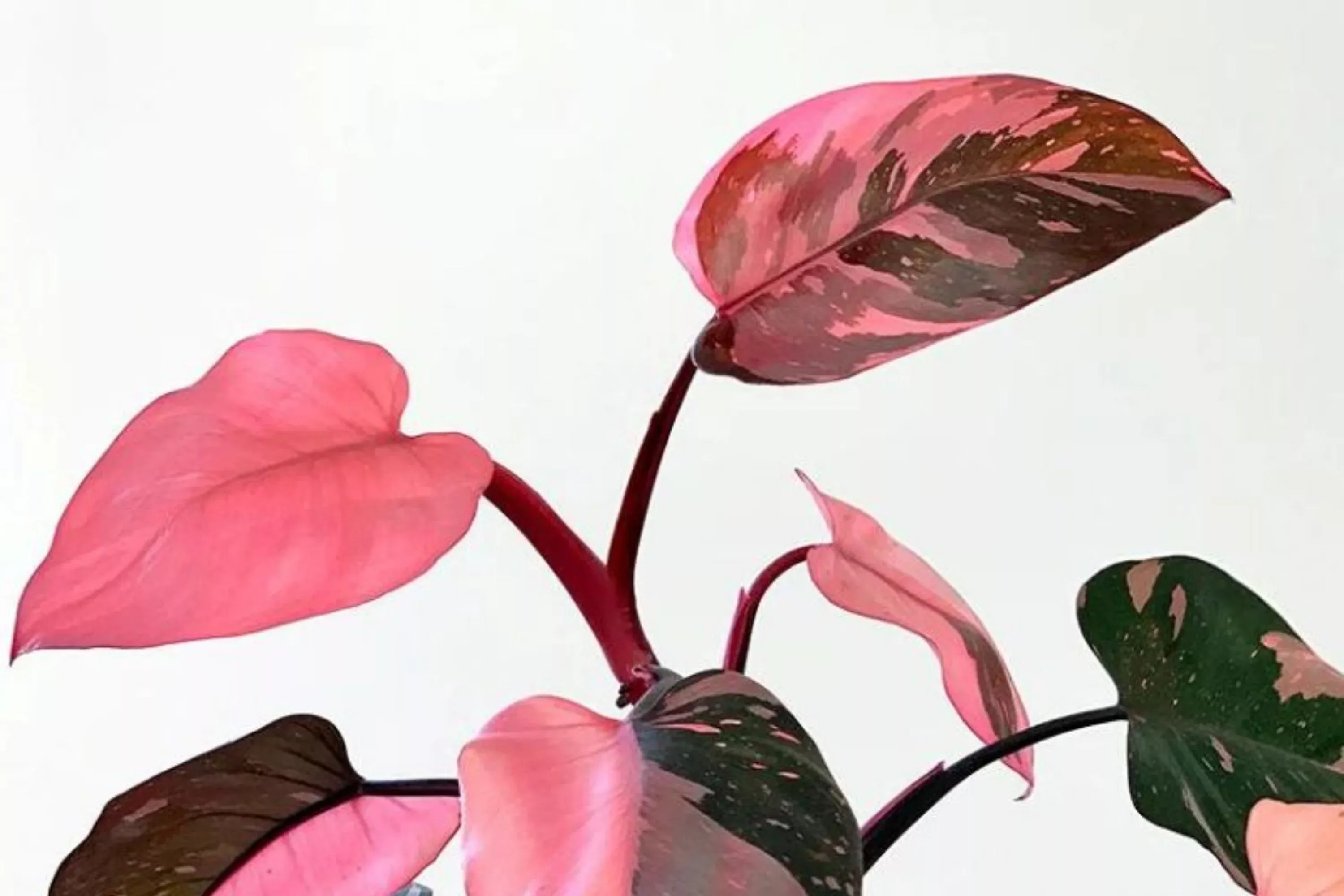 Pink Princess Philodendron High Variegation Cutting - Rare PPP Houseplant, Indoor/Outdoor