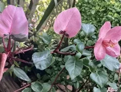 Pink Princess Philodendron Rooted Live Plant Variegated Indoor Houseplant