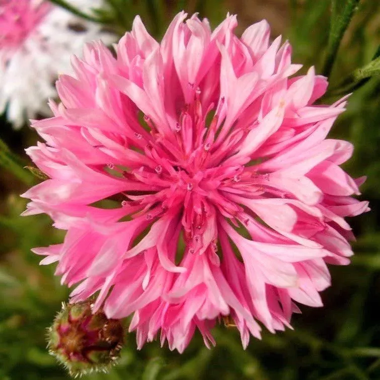 Pink Tall Bachelor Button