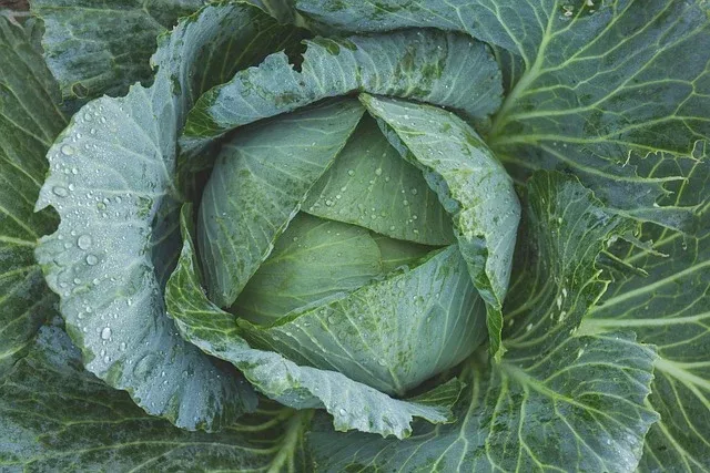 Plant- Cabbage- Late Flat Dutch