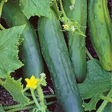Plant- Cucumber- Marketmore 76