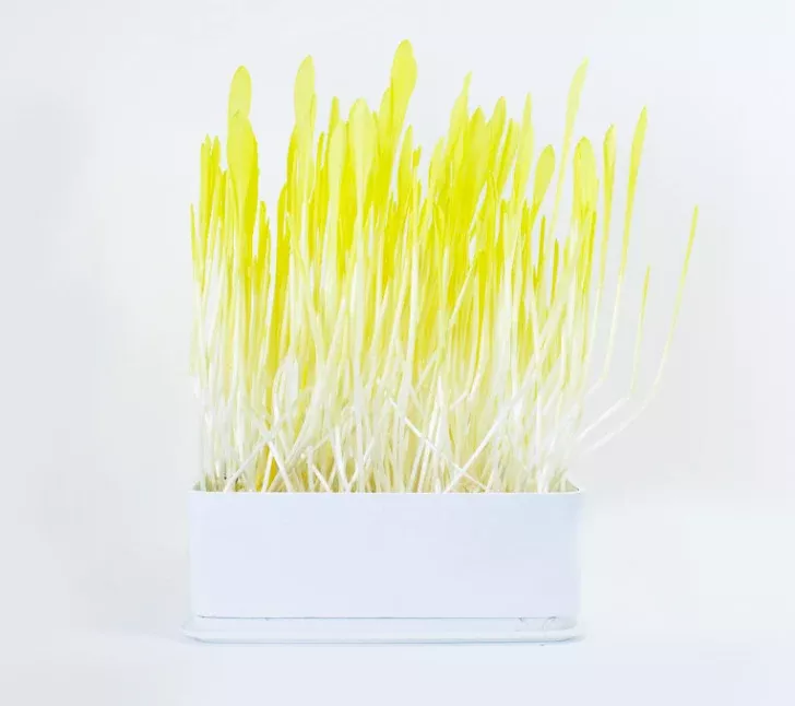 Popcorn Sprouting Seeds