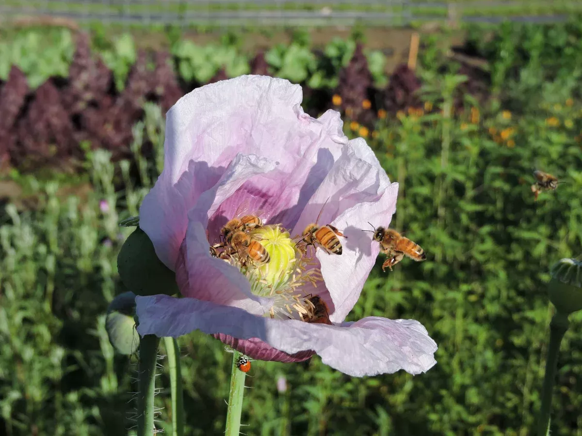 Poppy, Elka White Breadseed