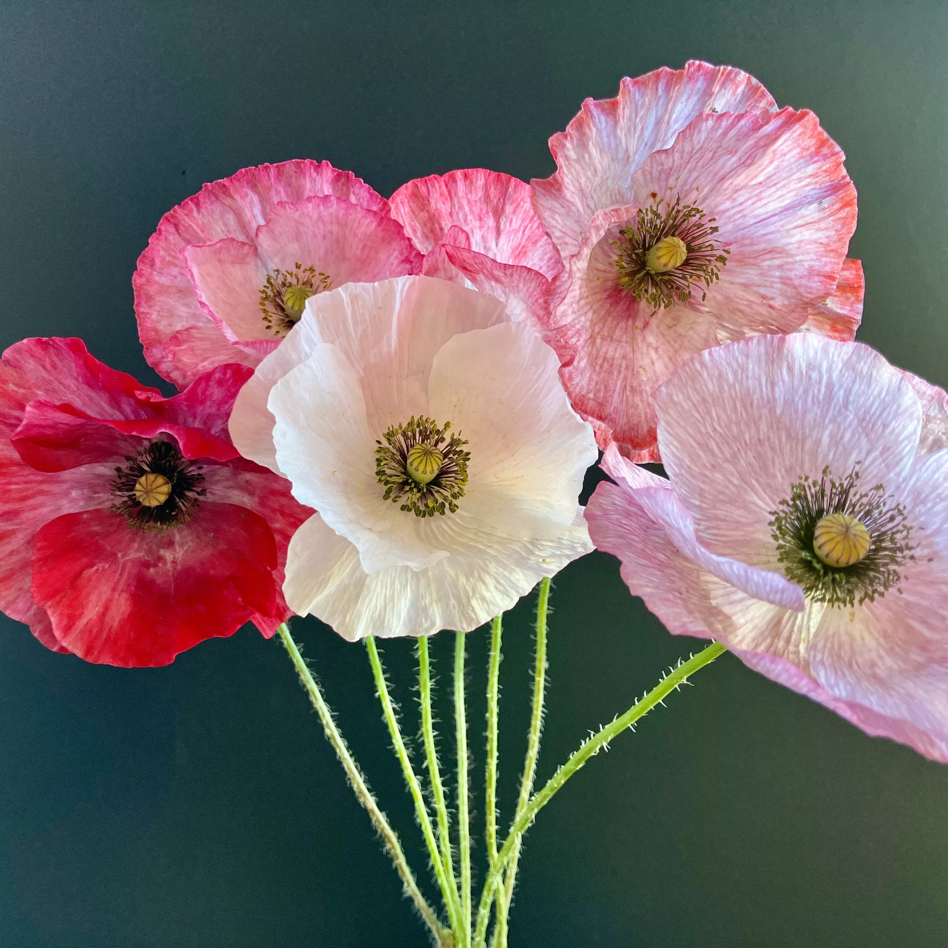 Poppy ⁃ Organic Seed Mother of Pearl