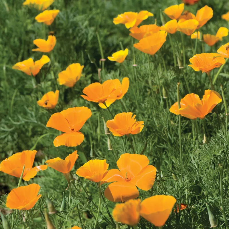 Poppy