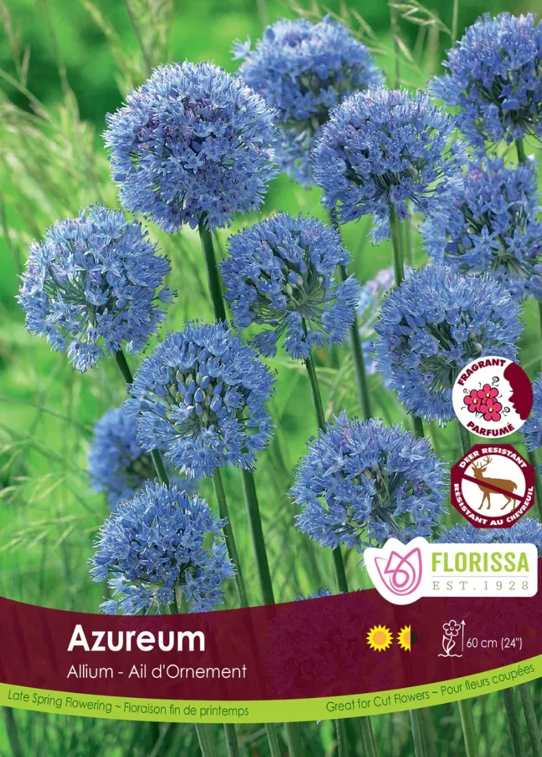 PRE-ORDER Allium | Azureum