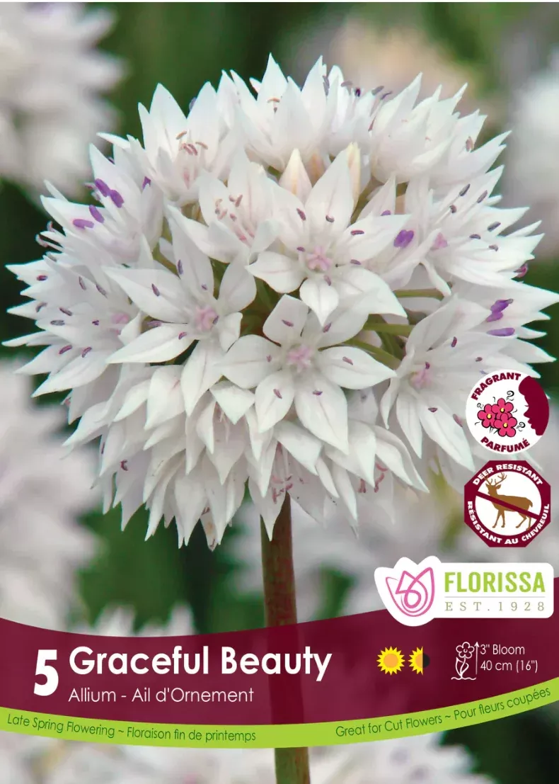 PRE-ORDER Allium | Graceful Beauty