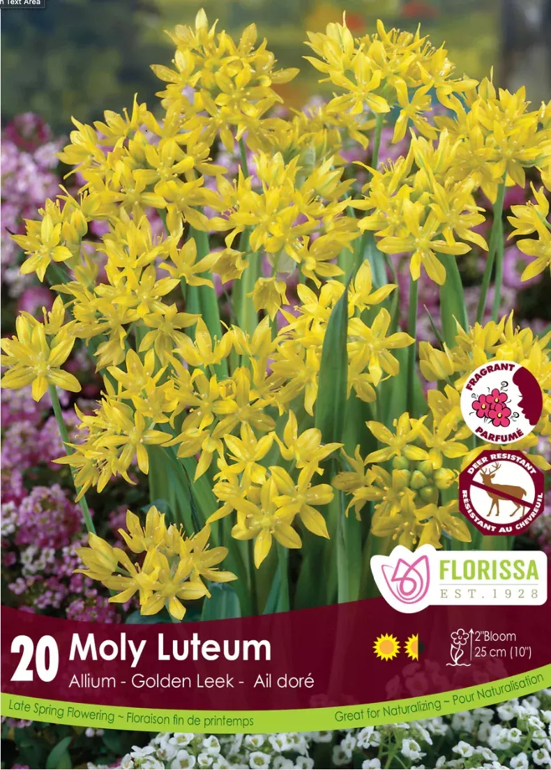 PRE-ORDER Allium | Moly Luteum