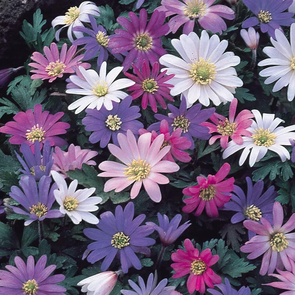 PRE-ORDER Anemone | Blanda Mix 10 Bulbs
