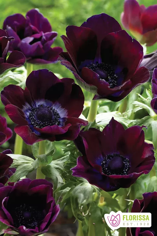 PRE-ORDER Anemone | Bordeaux 5 Bulbs