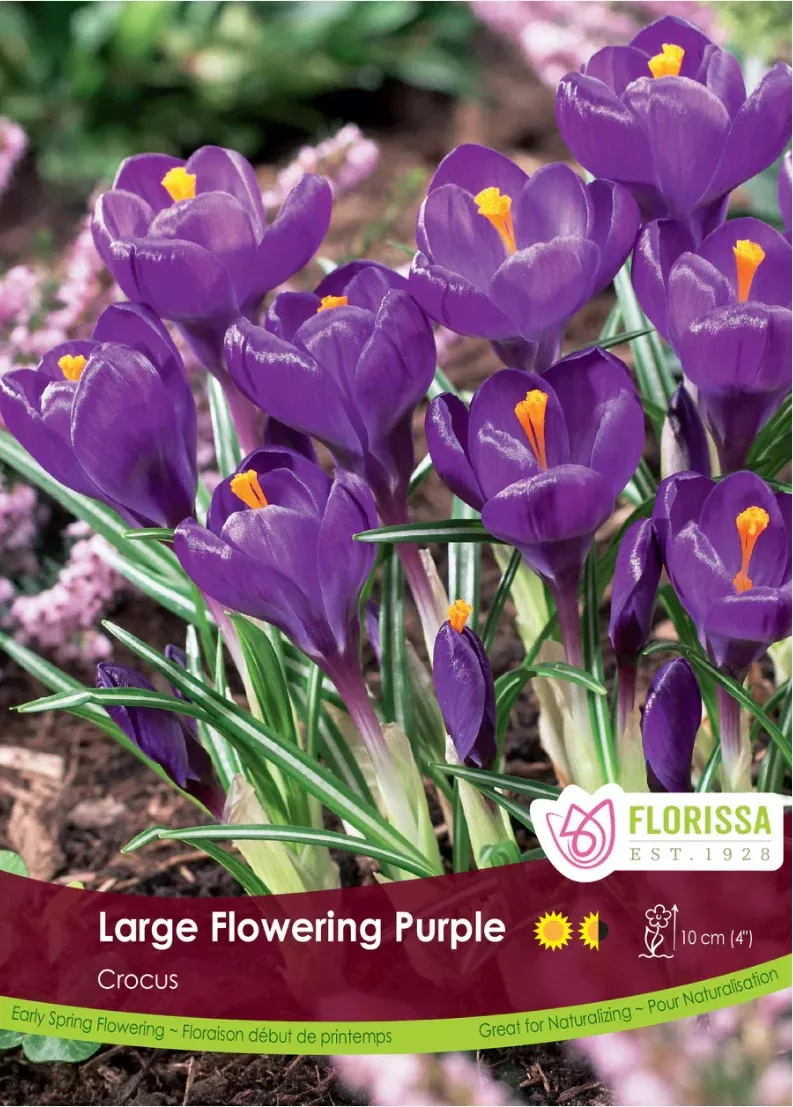 PRE-ORDER Crocus Large Flowering | Purple
