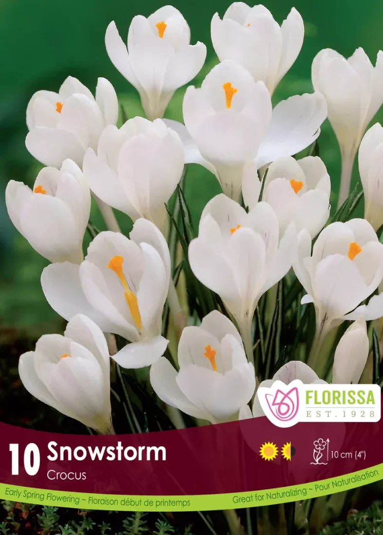 PRE-ORDER Crocus Large Flowering | Snowstorm