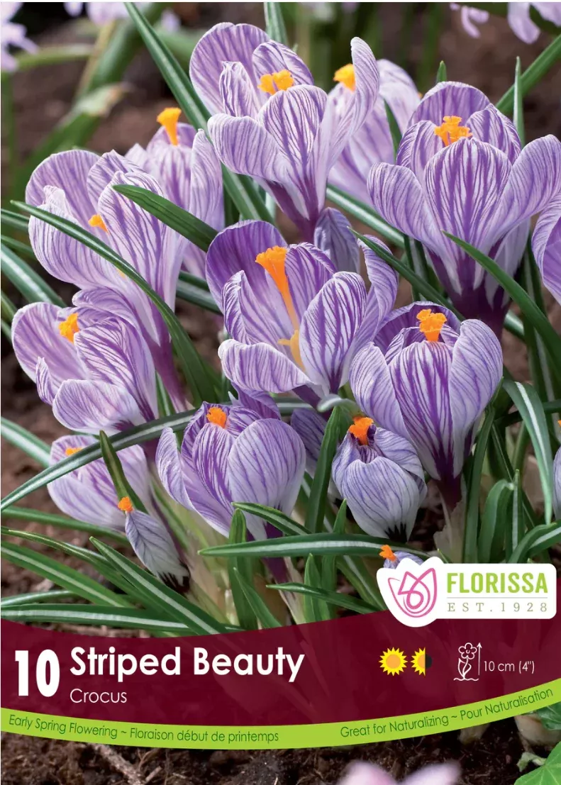 PRE-ORDER Crocus Large Flowering | Striped Beauty