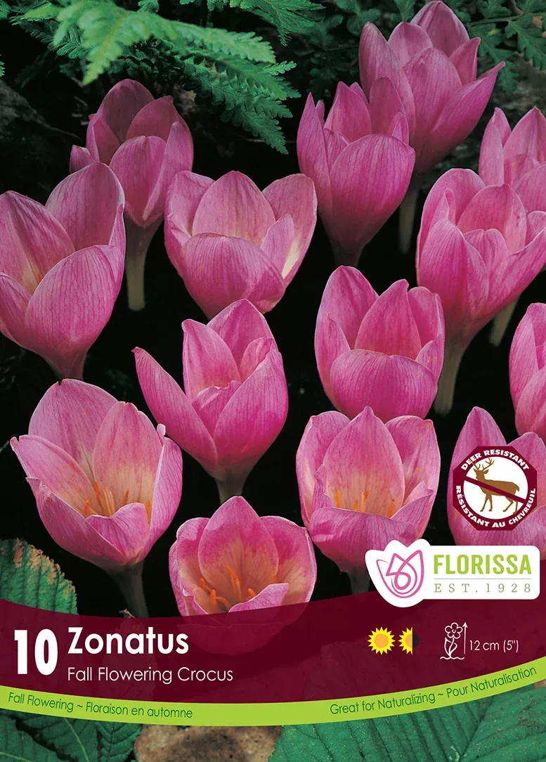 PRE-ORDER Crocus | Pink Zonatus