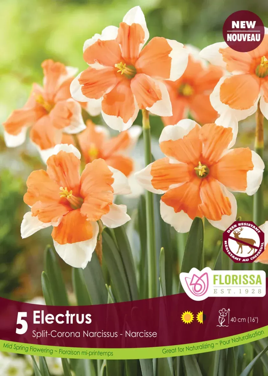 PRE-ORDER Daffodil Butterfly | Electrus