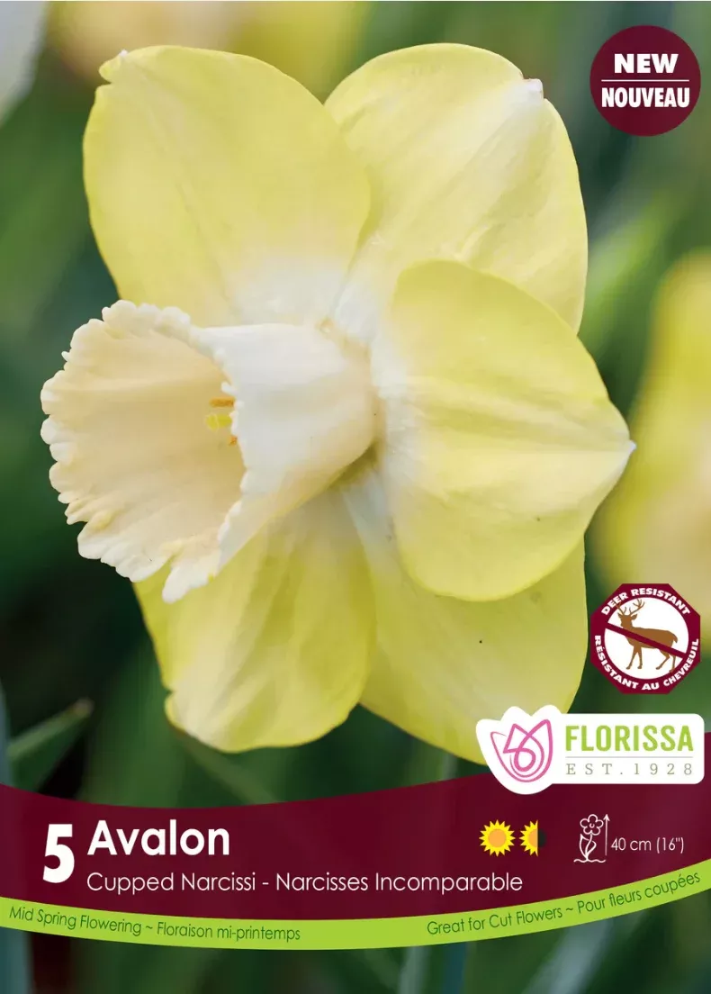 PRE-ORDER Daffodil Cupped | Avalon