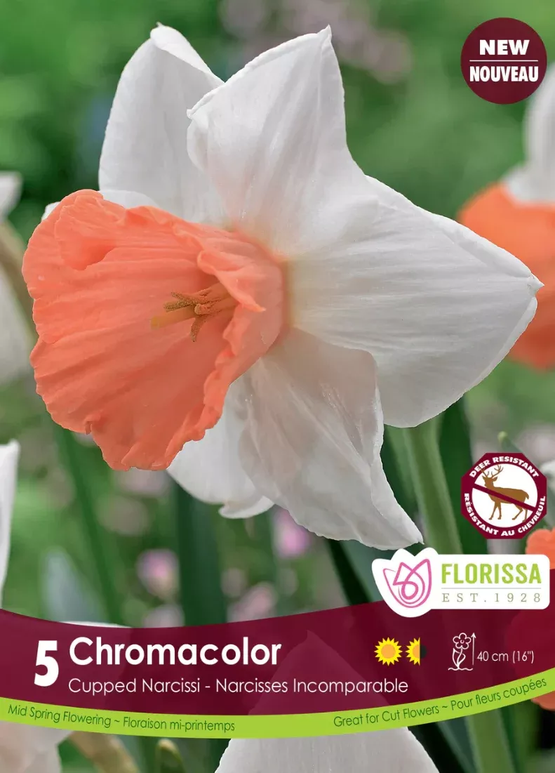PRE-ORDER Daffodil Cupped | Chromacolor