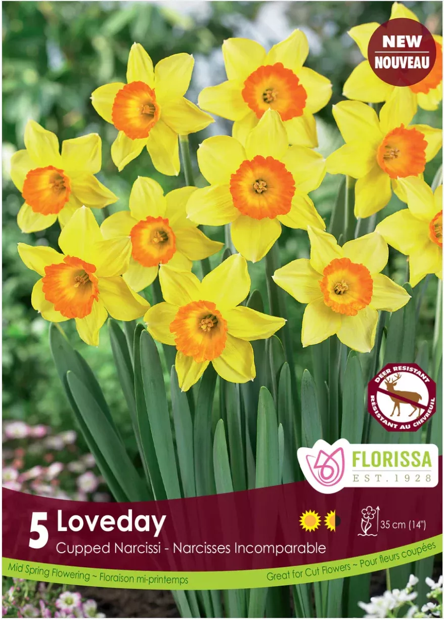 PRE-ORDER Daffodil Cupped | Loveday