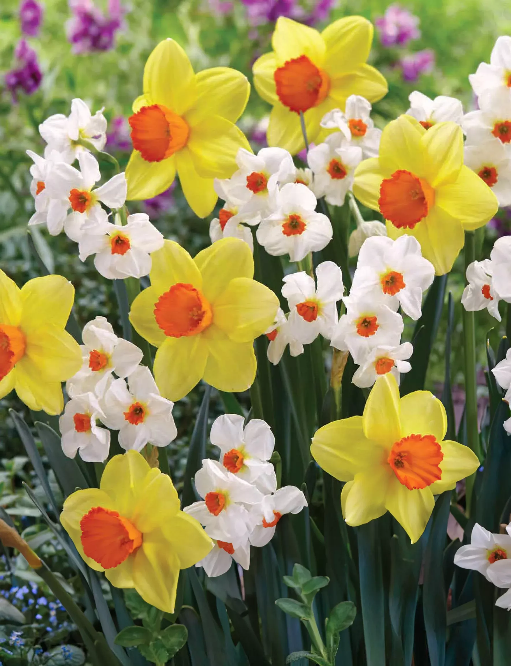 PRE-ORDER Daffodil | Dancin' in the Sun Mix