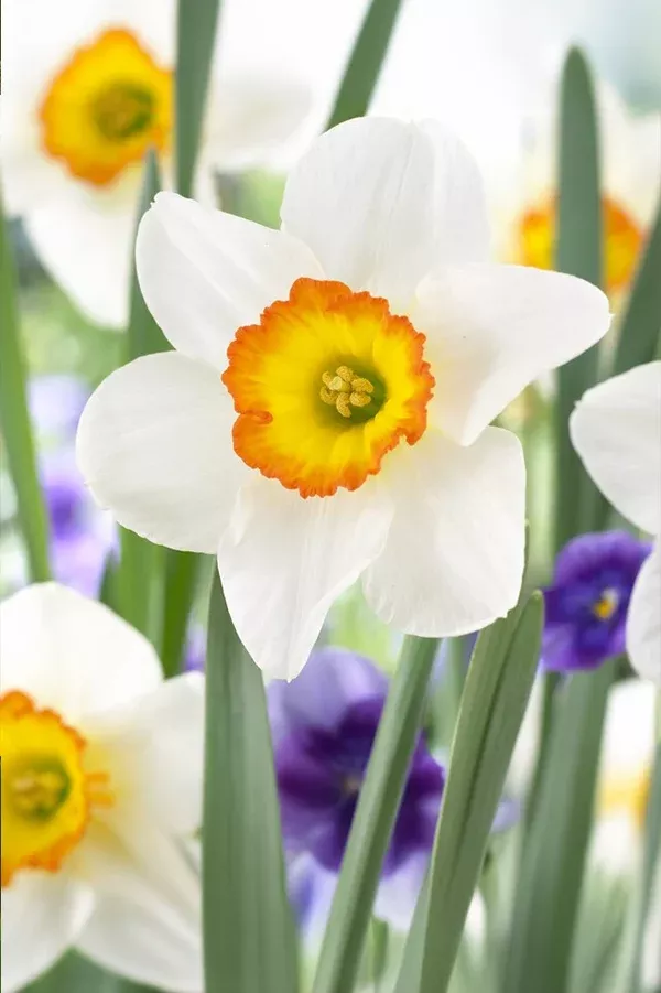 PRE-ORDER Daffodil | Flower Record - Large Cupped Narcissus (Early)