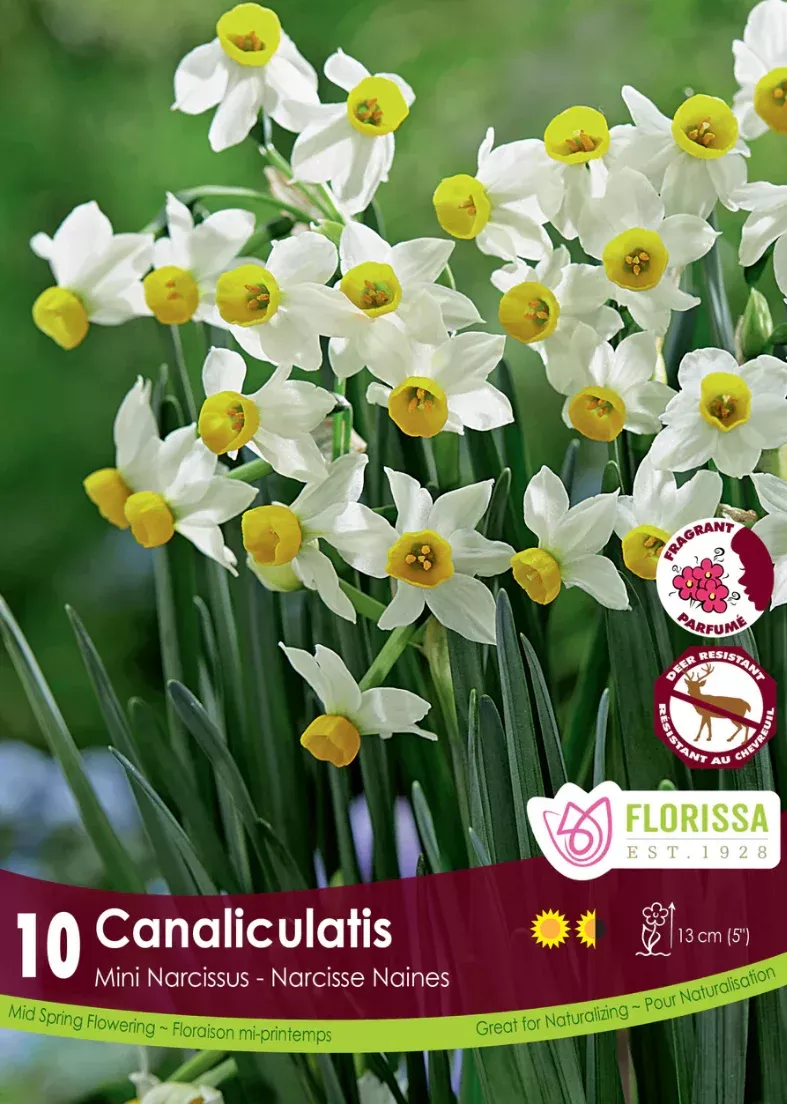PRE-ORDER Daffodil Mini | Canaliculatis