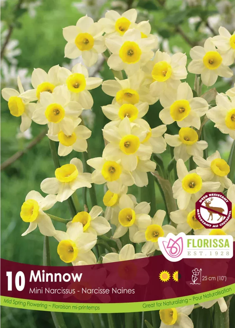 PRE-ORDER Daffodil Mini | Minnow Tops