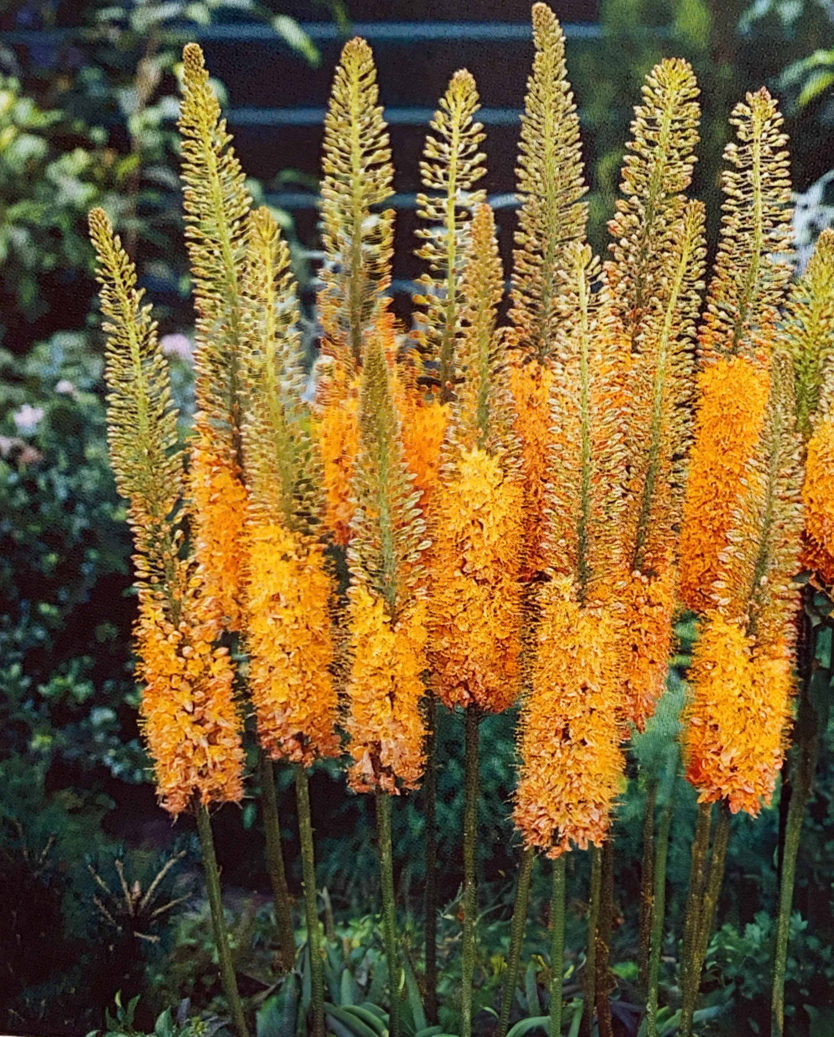 PRE-ORDER Foxtail Lily | Copper Tops