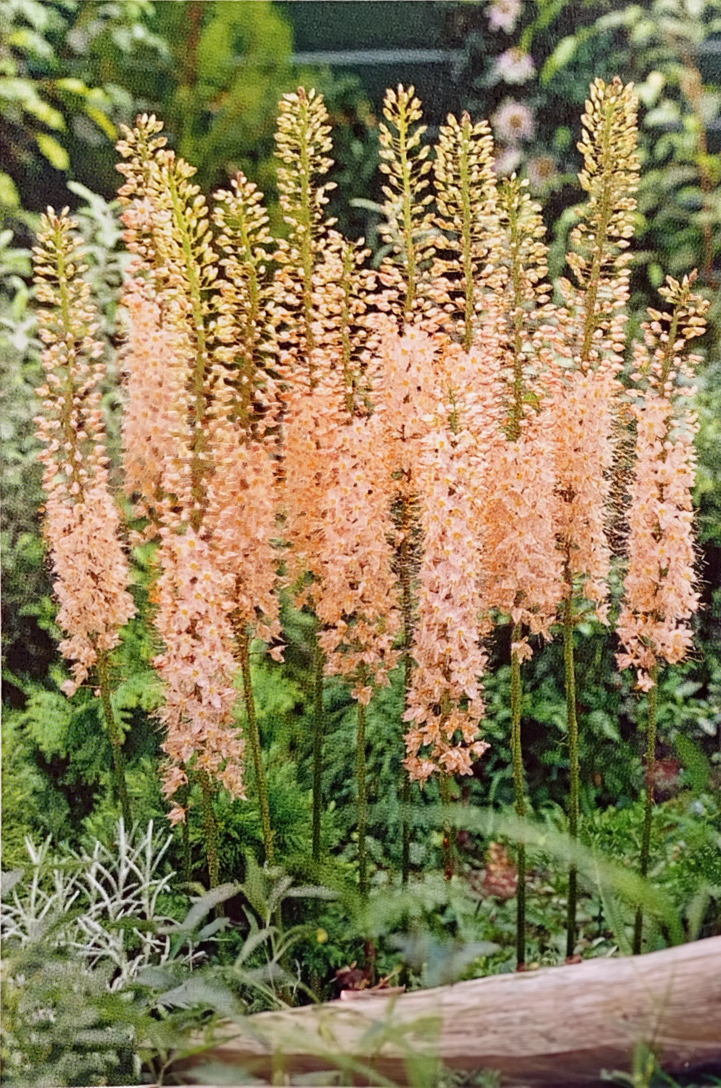PRE-ORDER Foxtail Lily | Pink Tops