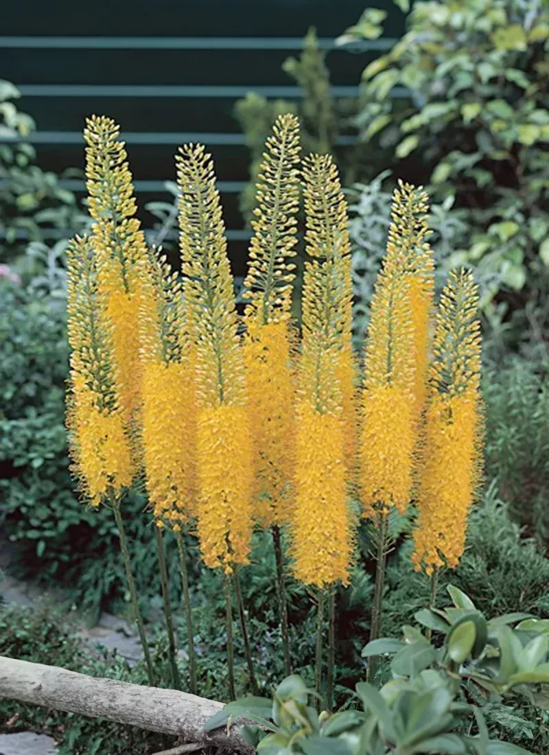 PRE-ORDER Foxtail Lily | Yellow