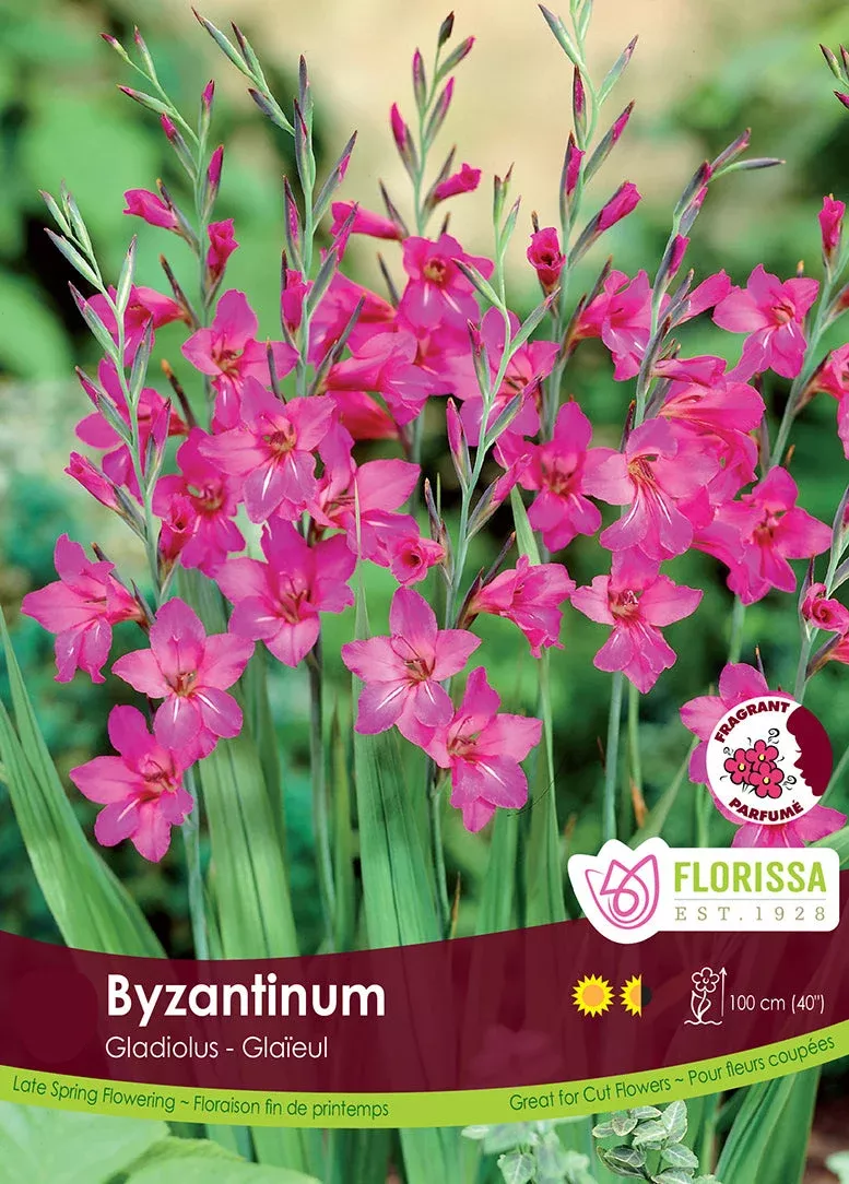 PRE-ORDER Gladiolus | Byzantinum
