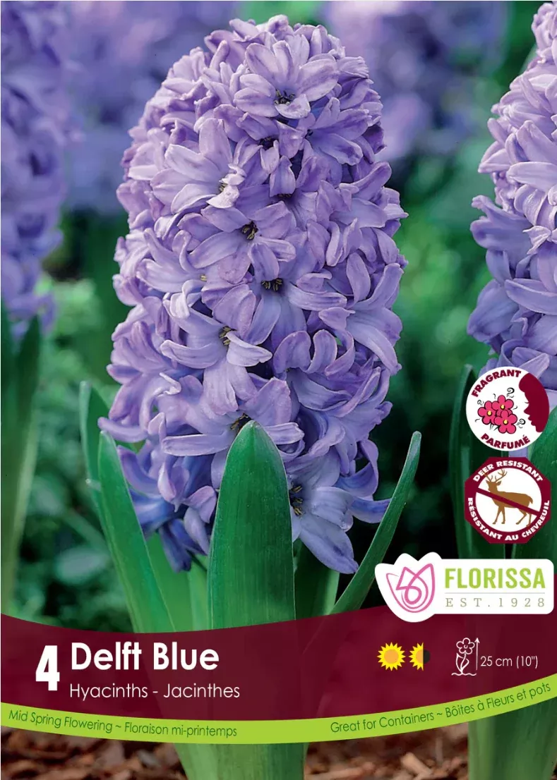 PRE-ORDER Hyacinth | Delft Blue